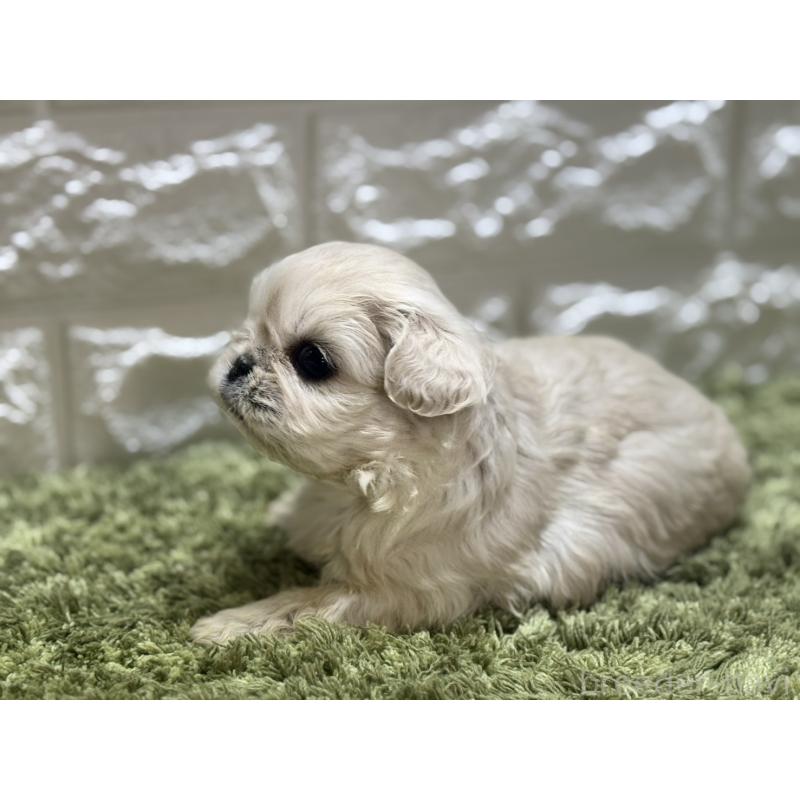 販売中の埼玉県のペキニーズ-452649の4枚目