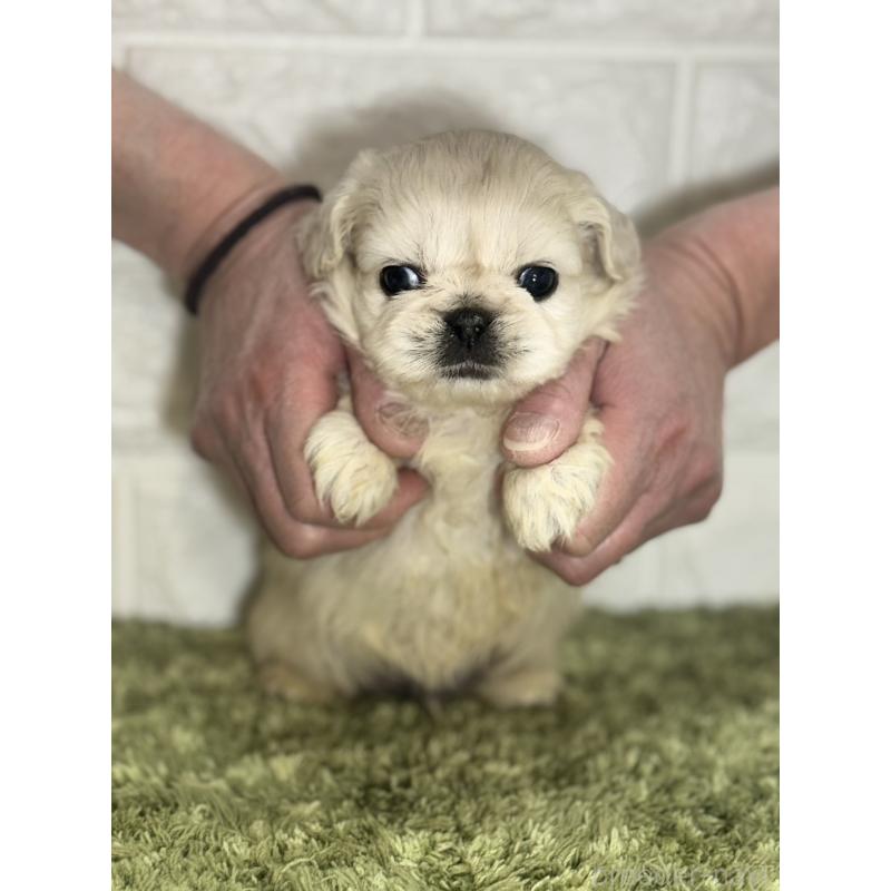 販売中の埼玉県のペキニーズ-452649の2枚目