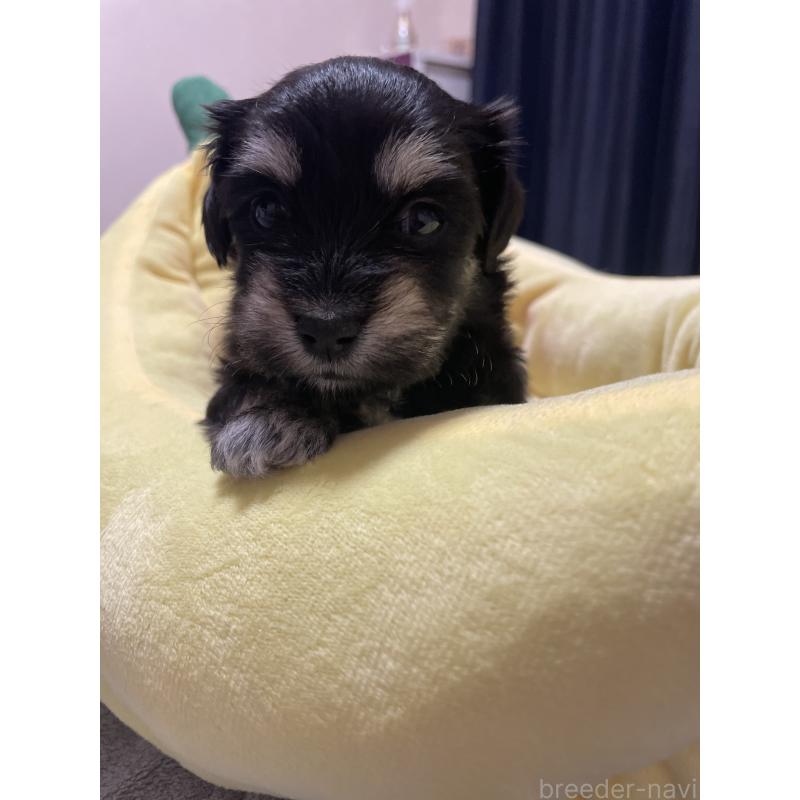 販売中の千葉県のマルックス:マルチーズ×ミニチュアダックスフンド-452650の9枚目