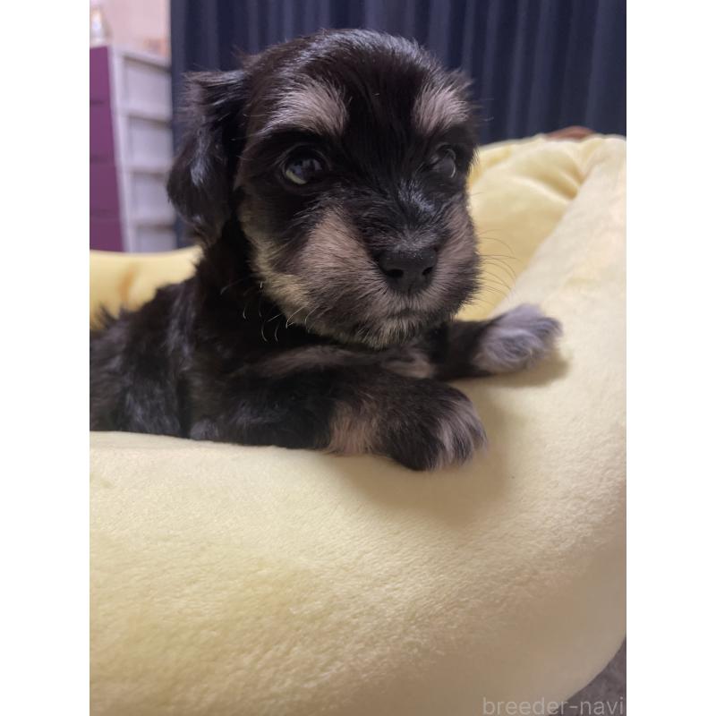 販売中の千葉県のマルックス:マルチーズ×ミニチュアダックスフンド-452650の8枚目