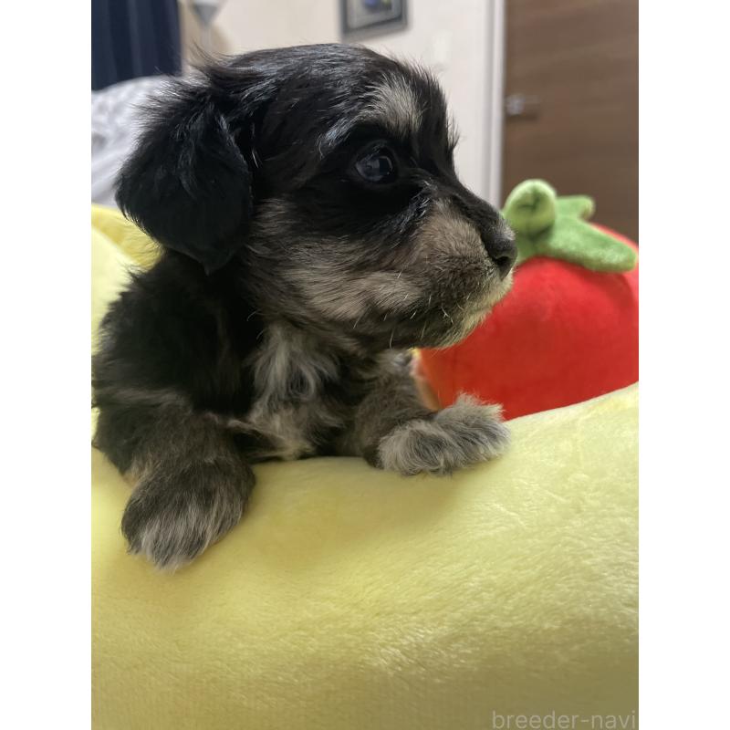 販売中の千葉県のマルックス:マルチーズ×ミニチュアダックスフンド-452650の7枚目