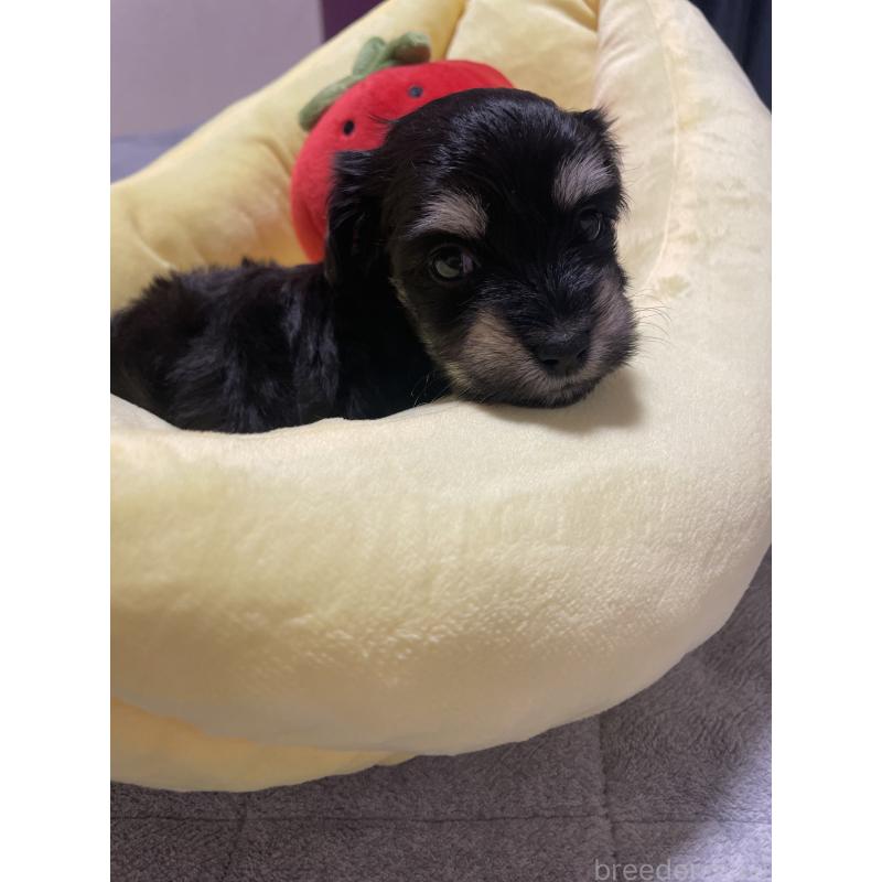 販売中の千葉県のマルックス:マルチーズ×ミニチュアダックスフンド-452650の5枚目