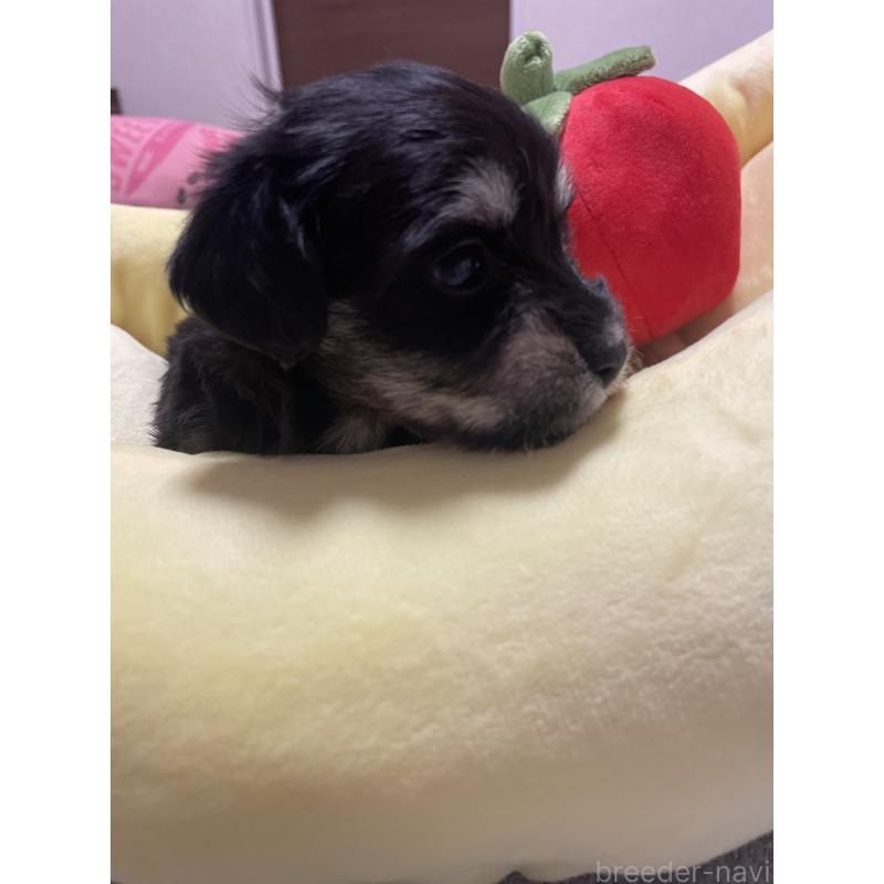 販売中の千葉県のマルックス:マルチーズ×ミニチュアダックスフンド-452650の4枚目