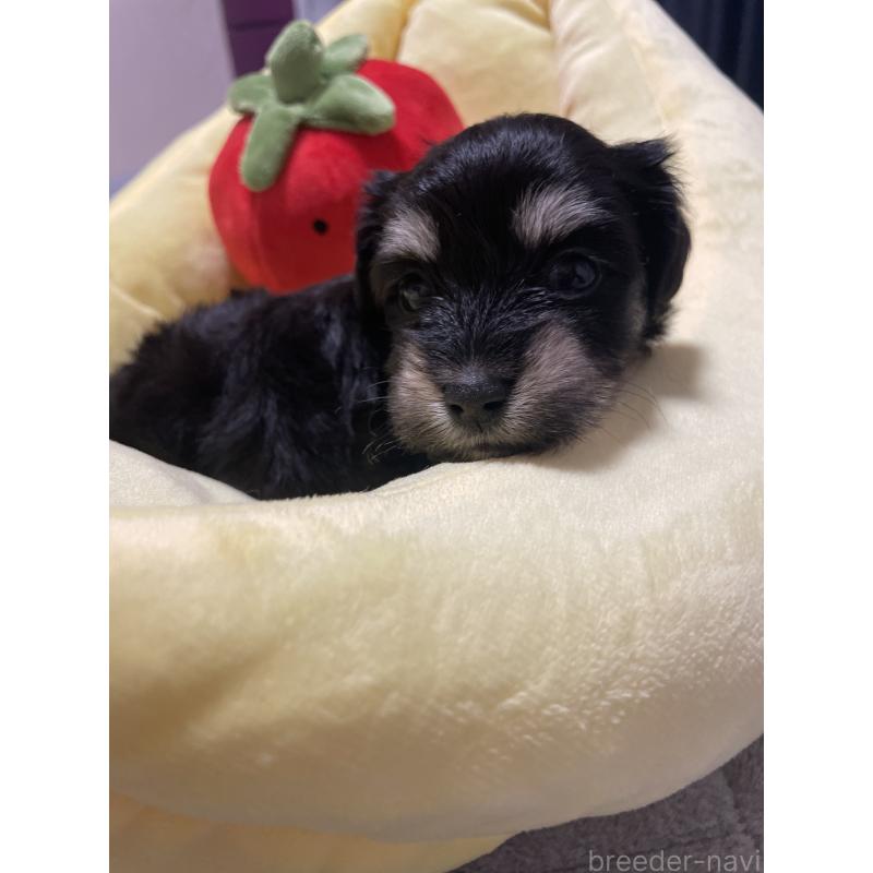 販売中の千葉県のマルックス:マルチーズ×ミニチュアダックスフンド-452650の3枚目