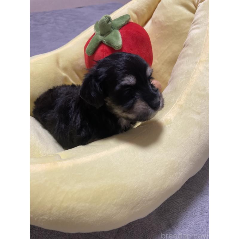 販売中の千葉県のマルックス:マルチーズ×ミニチュアダックスフンド-452650の2枚目