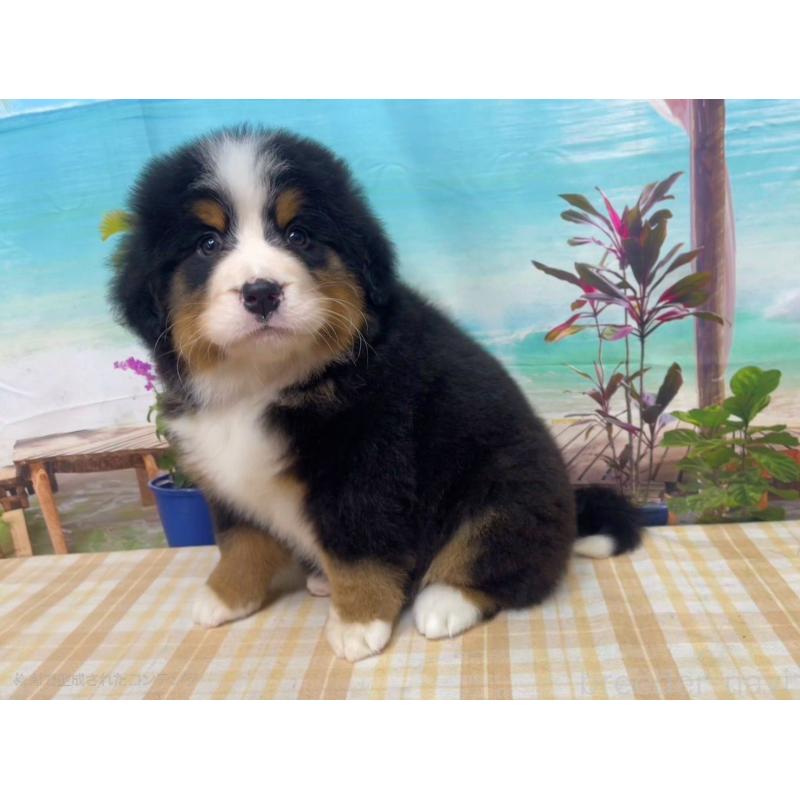 販売中の千葉県のバーニーズマウンテンドッグ-452657の5枚目