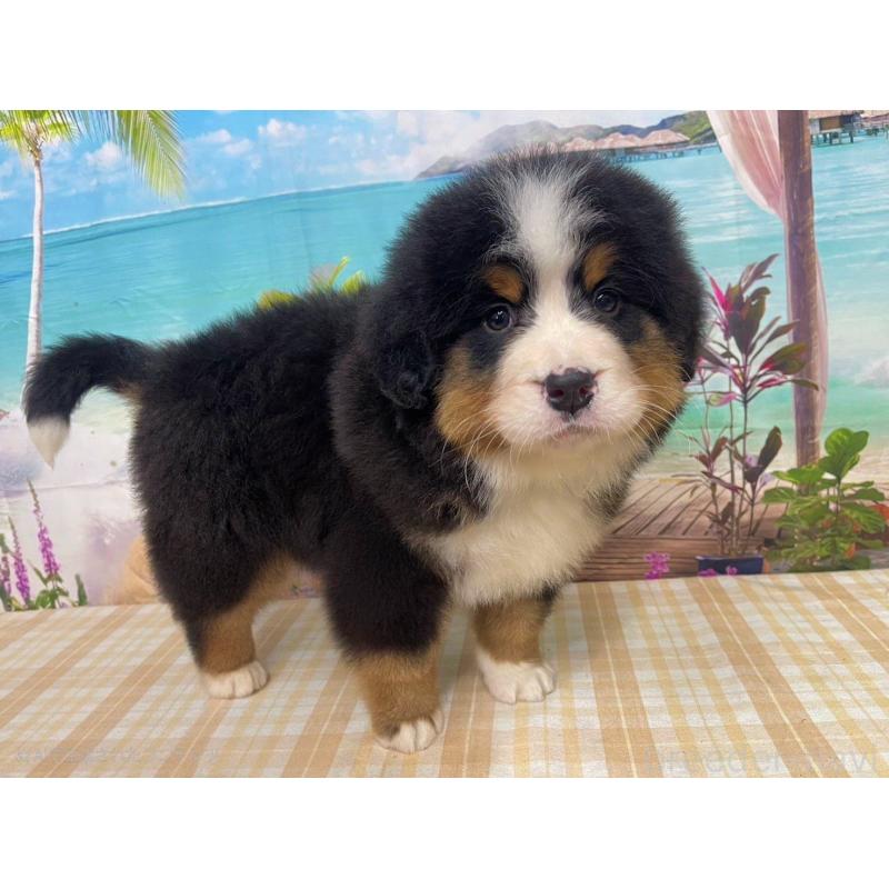 販売中の千葉県のバーニーズマウンテンドッグ-452657の4枚目