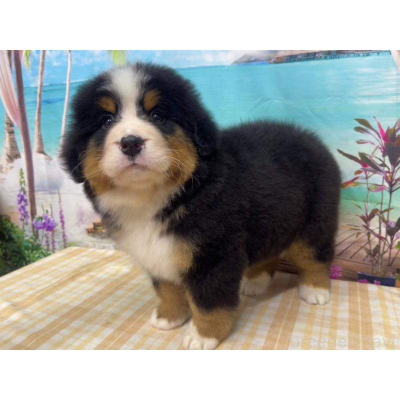 販売中の千葉県のバーニーズマウンテンドッグ-452657の3枚目