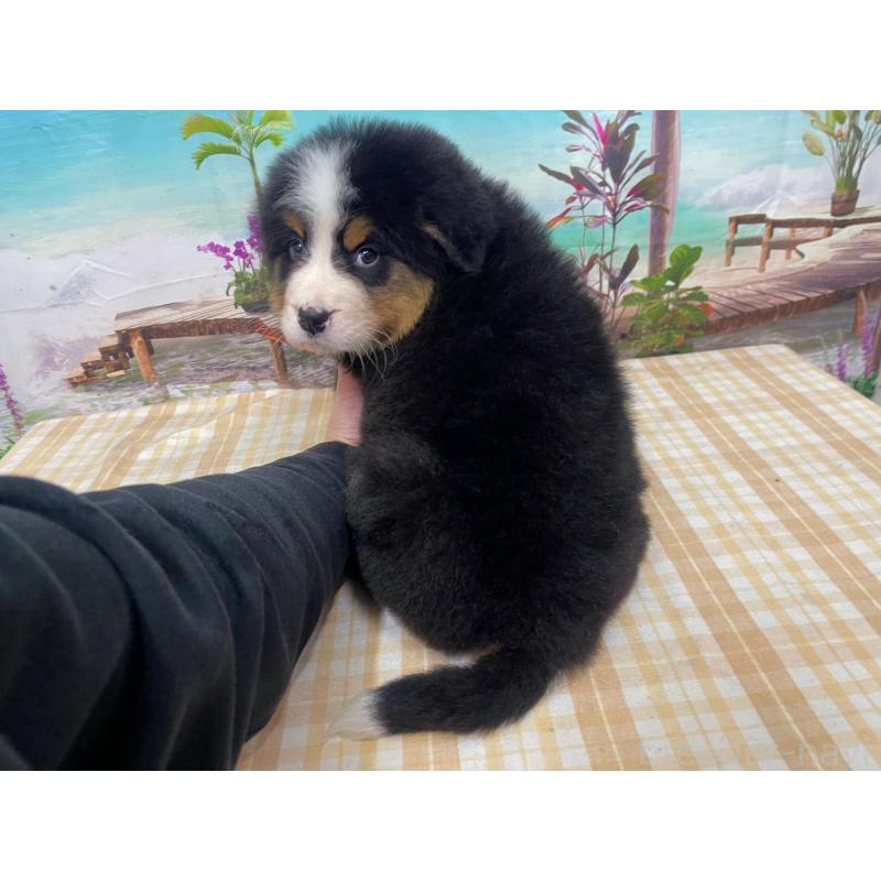 販売中の千葉県のバーニーズマウンテンドッグ-452657の2枚目