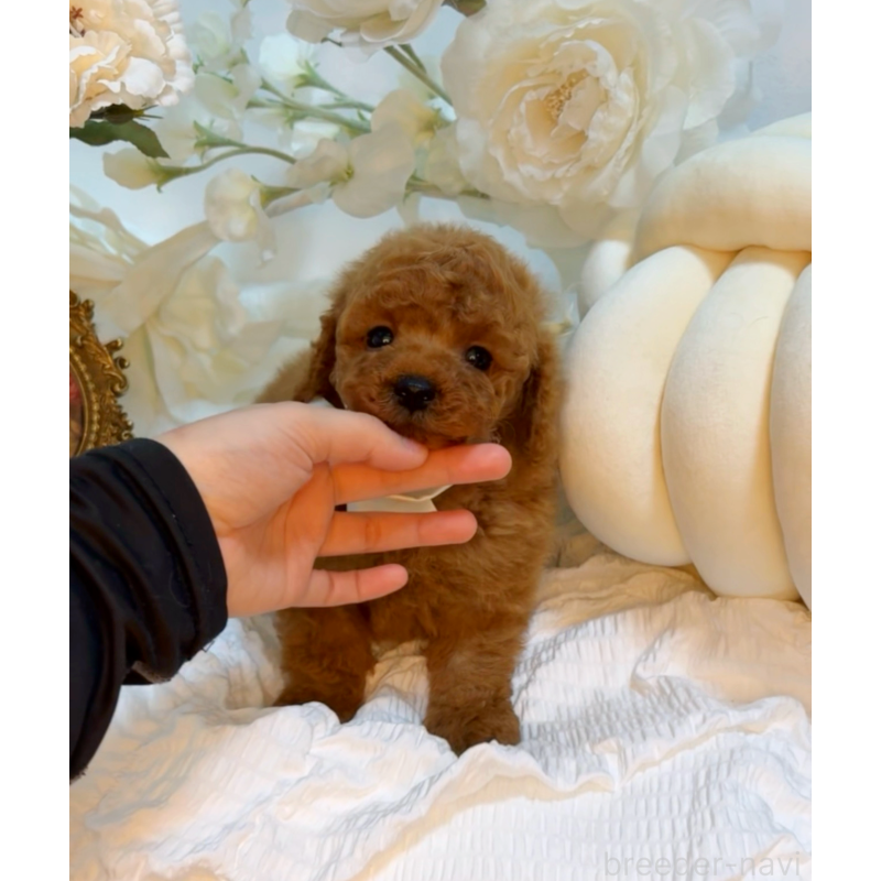 成約済の大阪府のタイニープードル-446520の2枚目