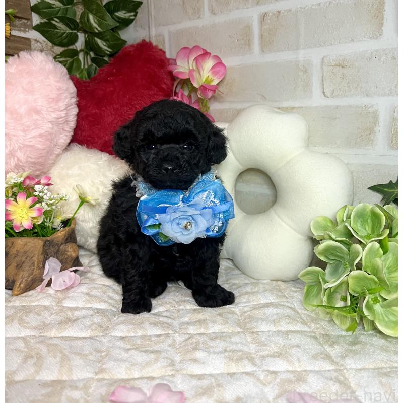 販売中の愛知県のトイプードル-445561の15枚目