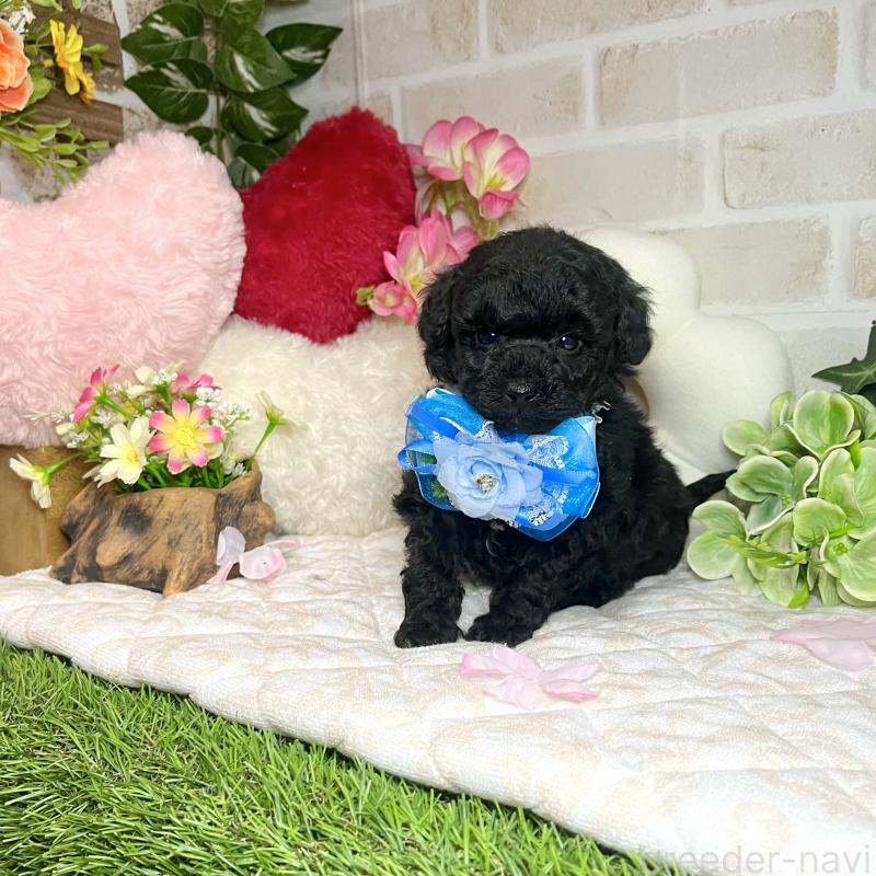 販売中の愛知県のトイプードル-445561の14枚目