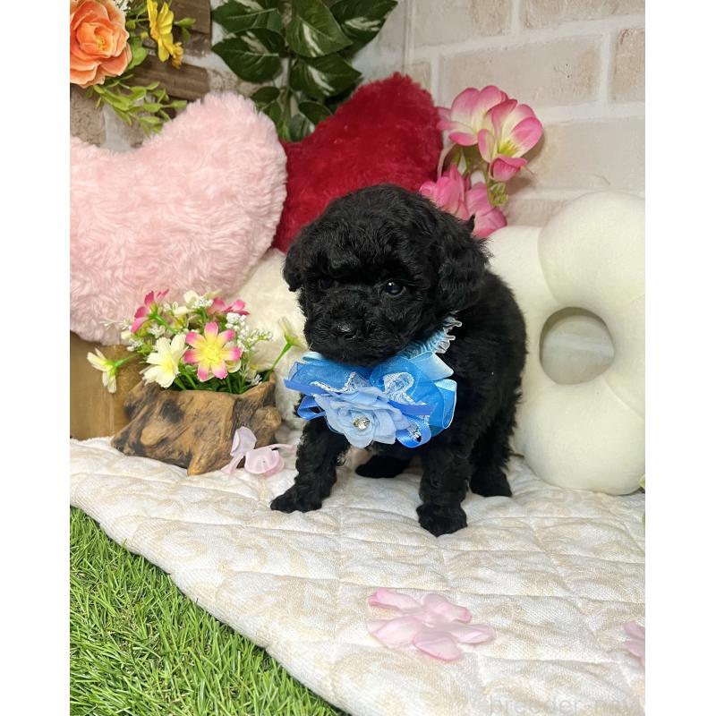 販売中の愛知県のトイプードル-445561の13枚目