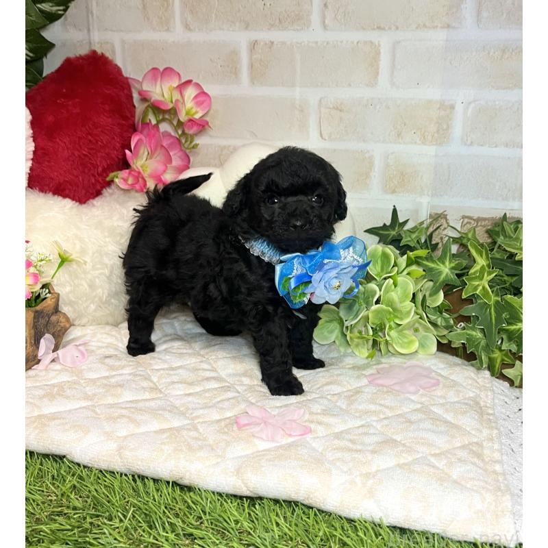 販売中の愛知県のトイプードル-445561の12枚目