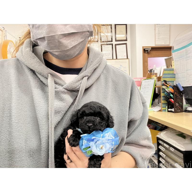 販売中の愛知県のトイプードル-445561の11枚目