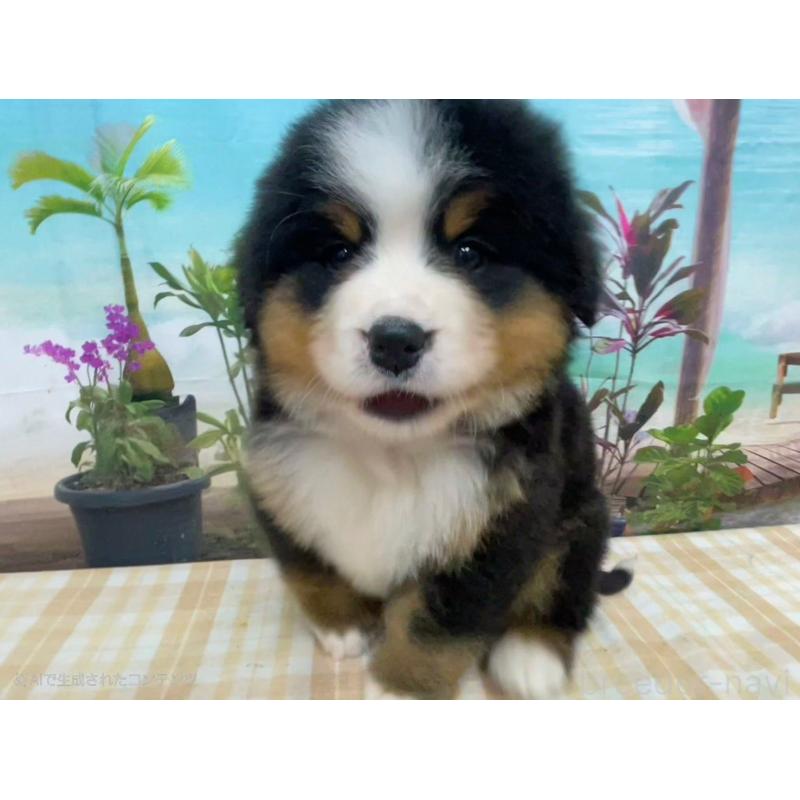 販売中の千葉県のバーニーズマウンテンドッグ-452662の7枚目