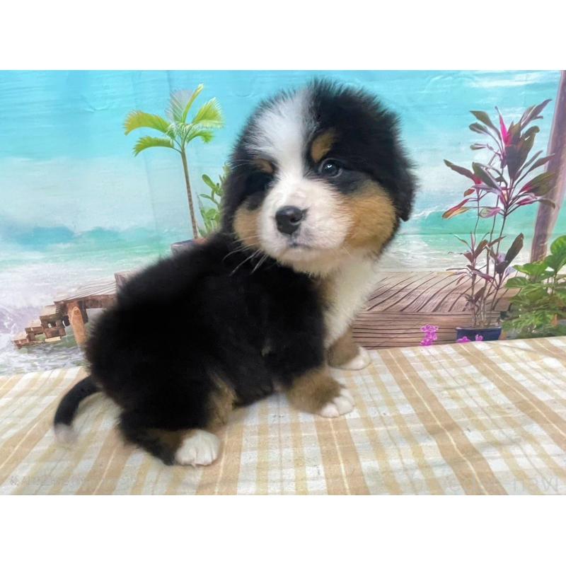 販売中の千葉県のバーニーズマウンテンドッグ-452662の6枚目