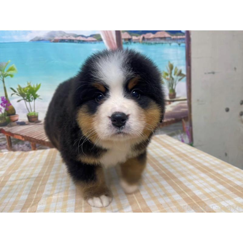 販売中の千葉県のバーニーズマウンテンドッグ-452662の5枚目