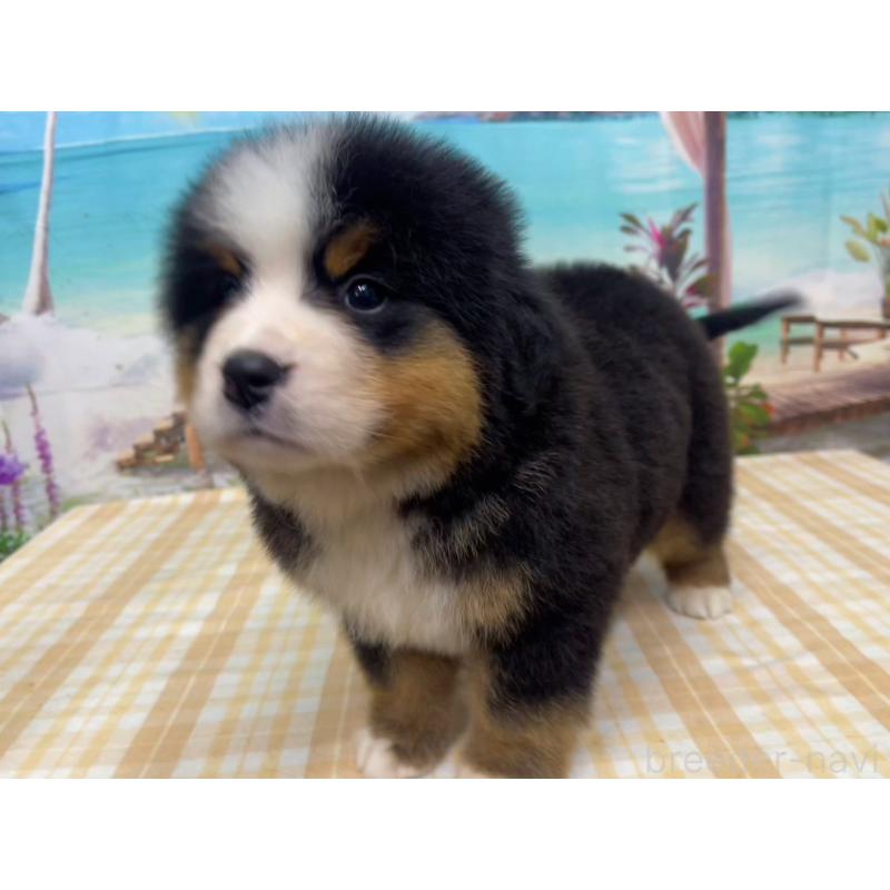 販売中の千葉県のバーニーズマウンテンドッグ-452662の4枚目