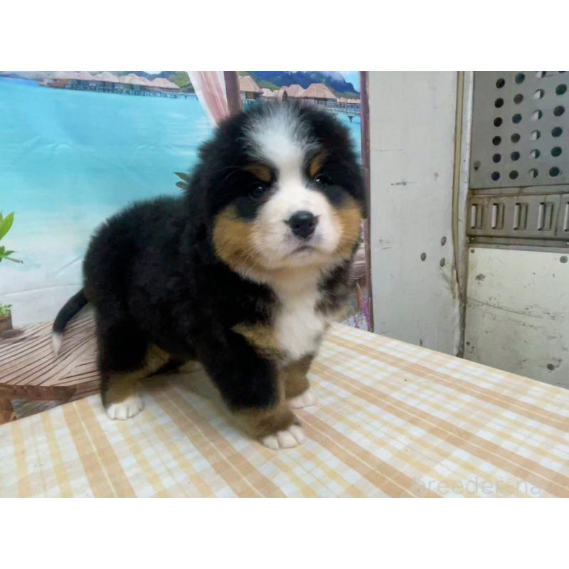 販売中の千葉県のバーニーズマウンテンドッグ-452662の3枚目