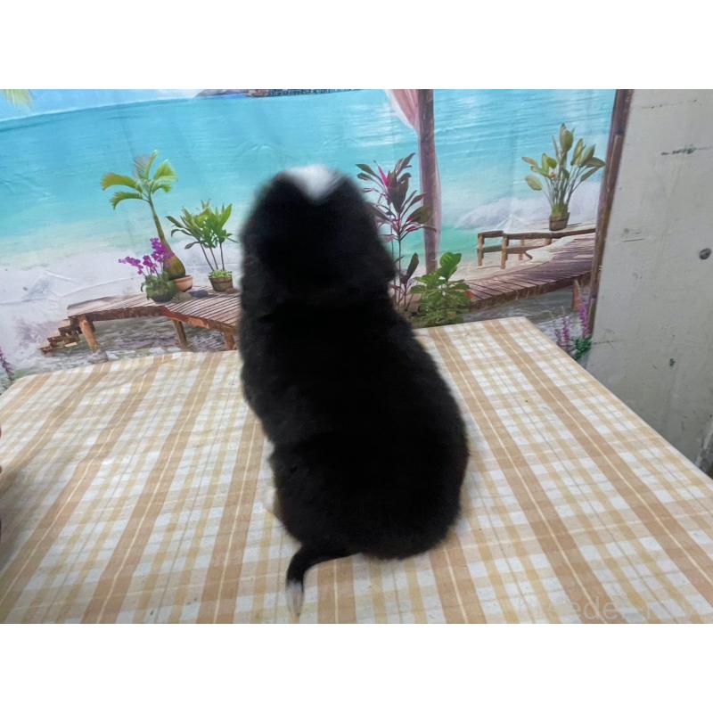 販売中の千葉県のバーニーズマウンテンドッグ-452662の2枚目