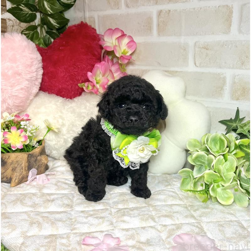 販売中の愛知県のトイプードル-445563の13枚目