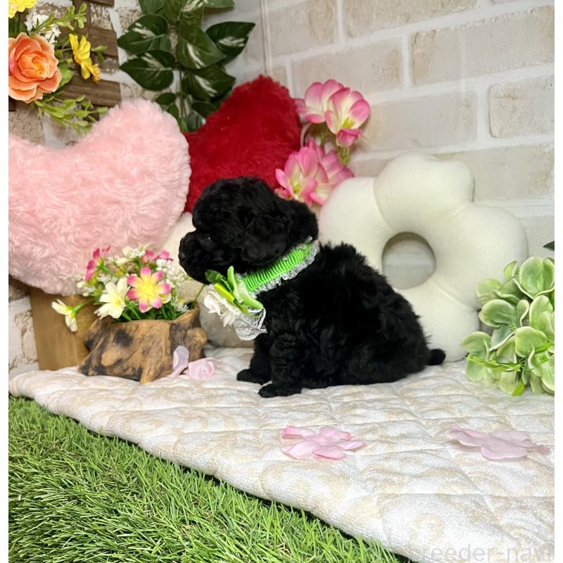 販売中の愛知県のトイプードル-445563の12枚目