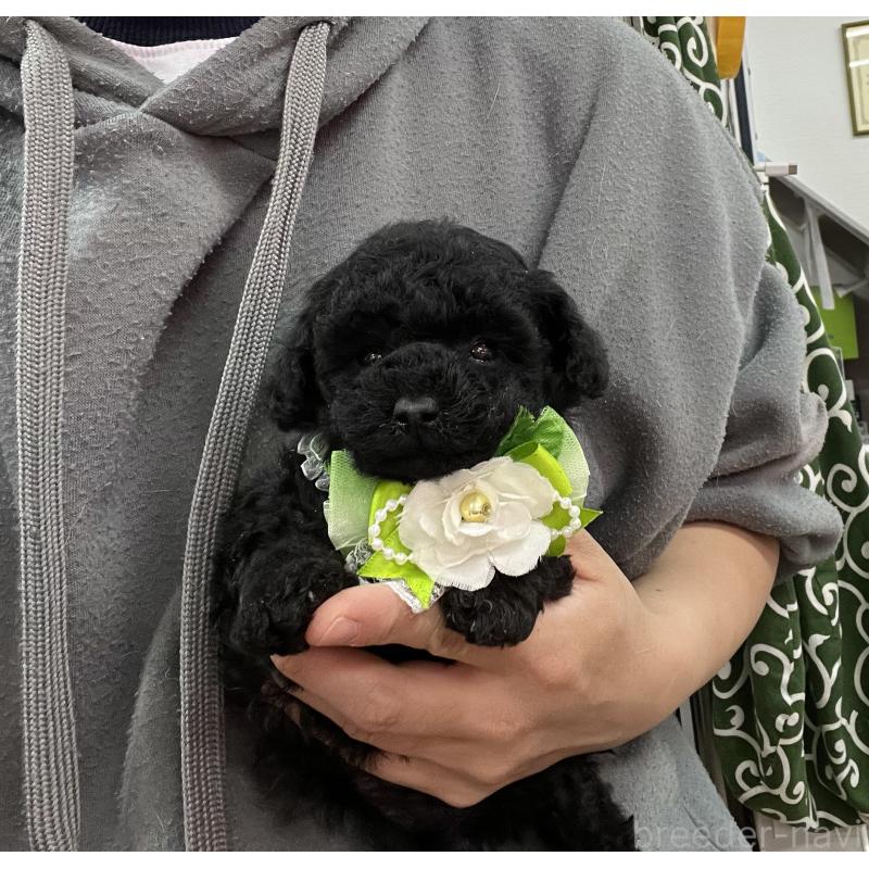 販売中の愛知県のトイプードル-445563の11枚目