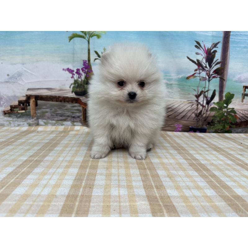 販売中の千葉県のポメラニアン-452665の6枚目