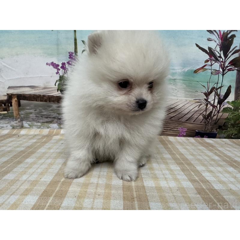 販売中の千葉県のポメラニアン-452665の5枚目