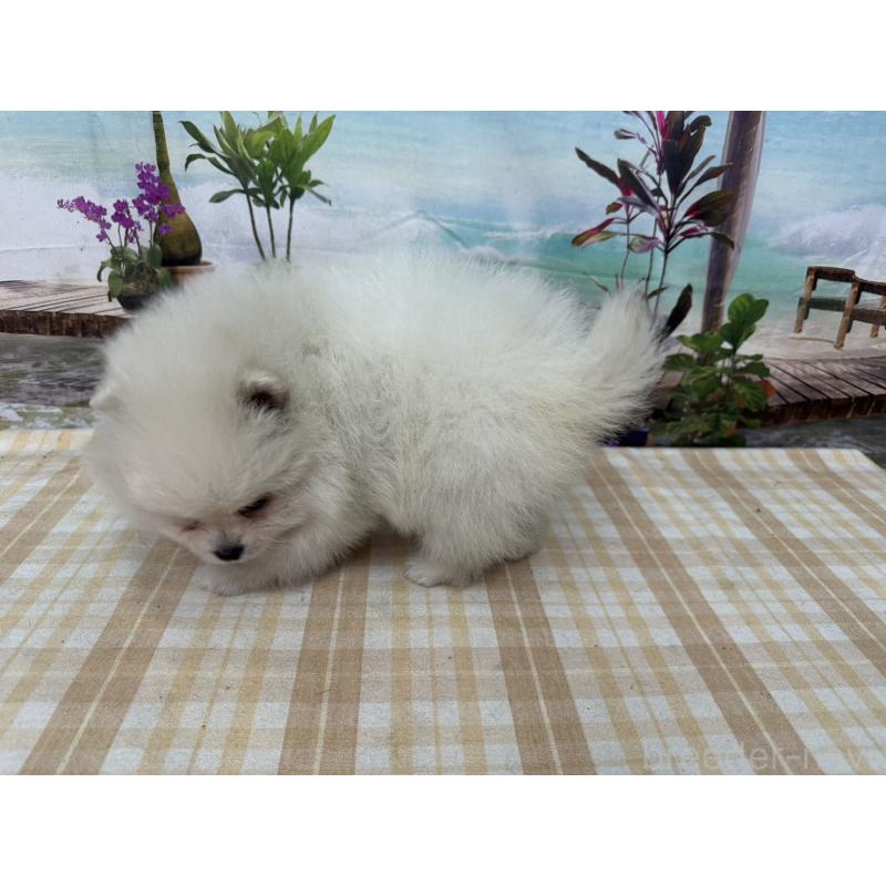 販売中の千葉県のポメラニアン-452665の4枚目