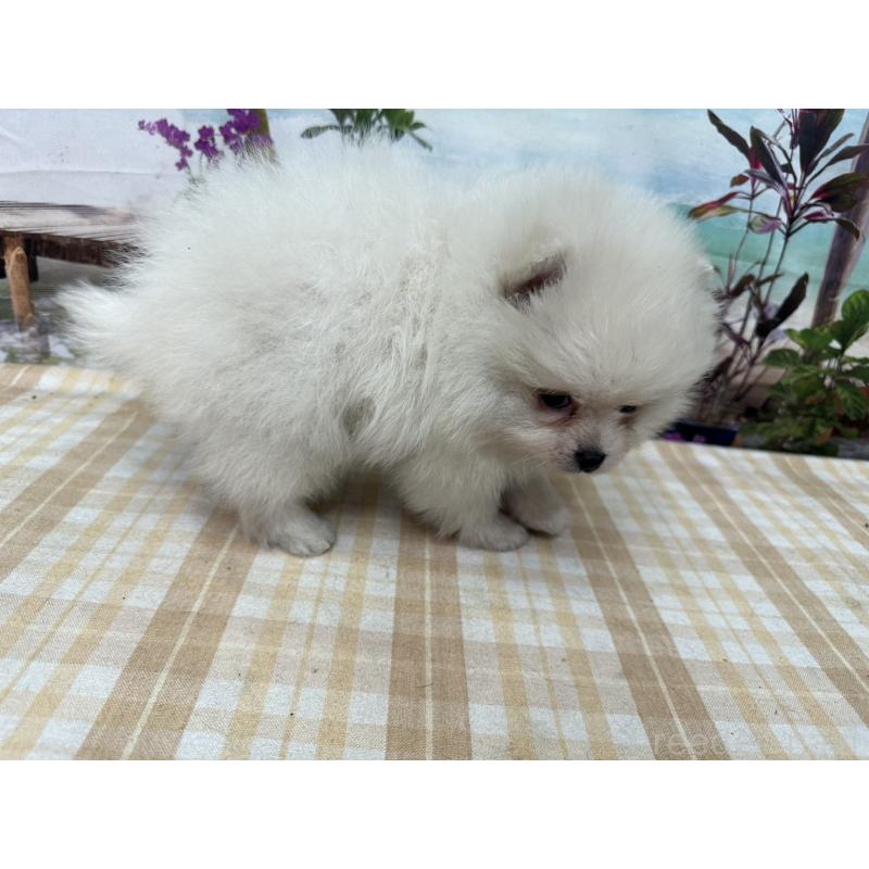 販売中の千葉県のポメラニアン-452665の3枚目