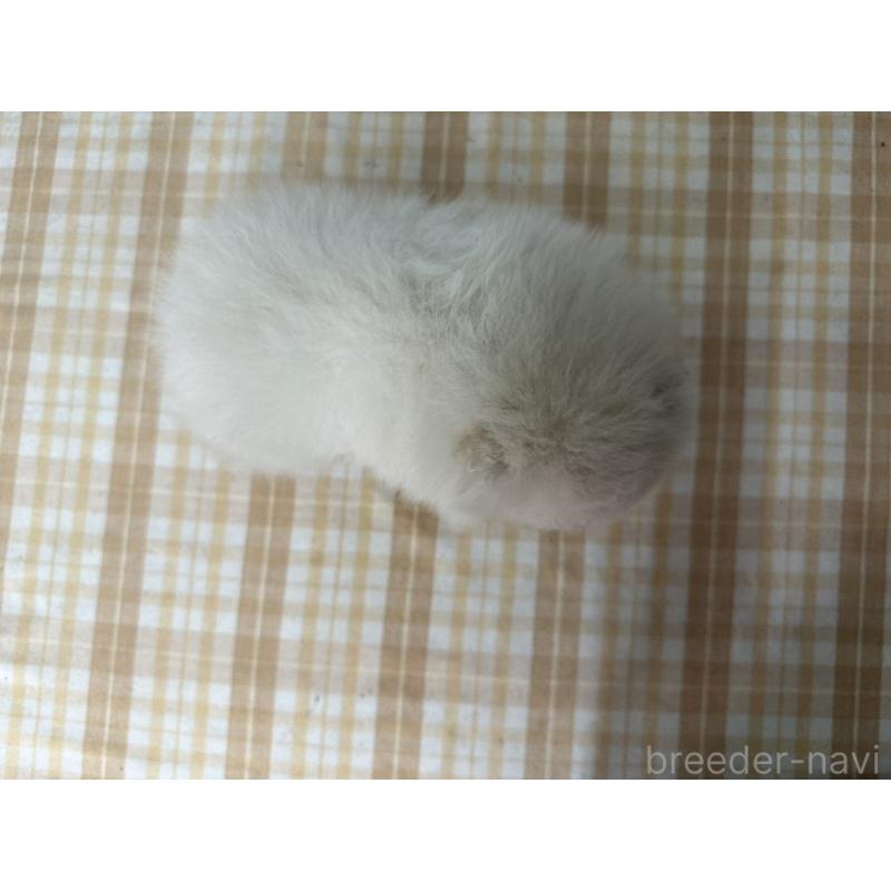 販売中の千葉県のポメラニアン-452665の2枚目
