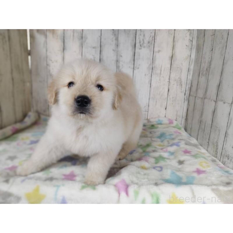 販売中の三重県のゴールデンレトリーバー-452666の4枚目