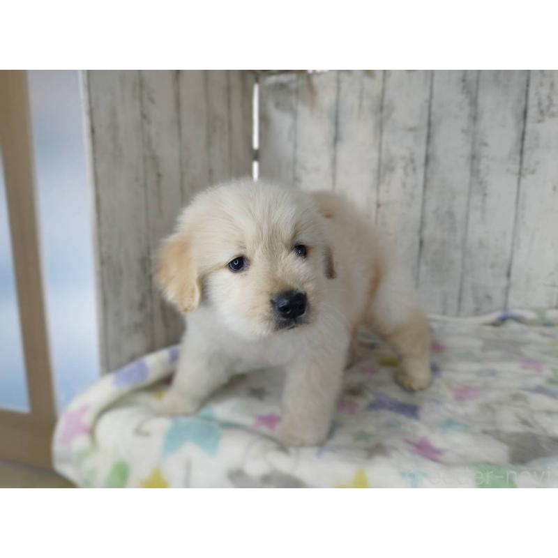 販売中の三重県のゴールデンレトリーバー-452666の3枚目