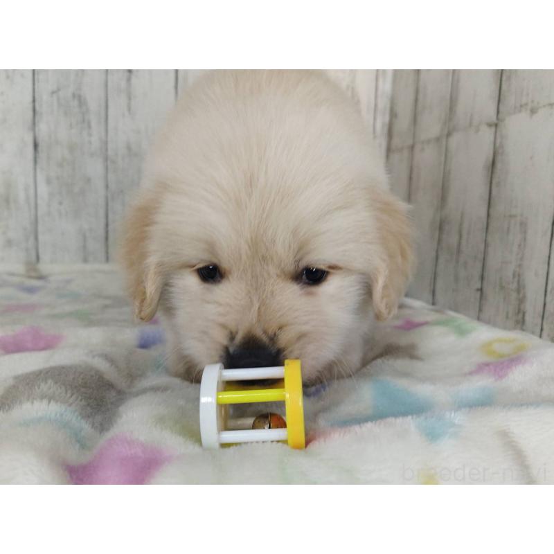 販売中の三重県のゴールデンレトリーバー-452666の2枚目