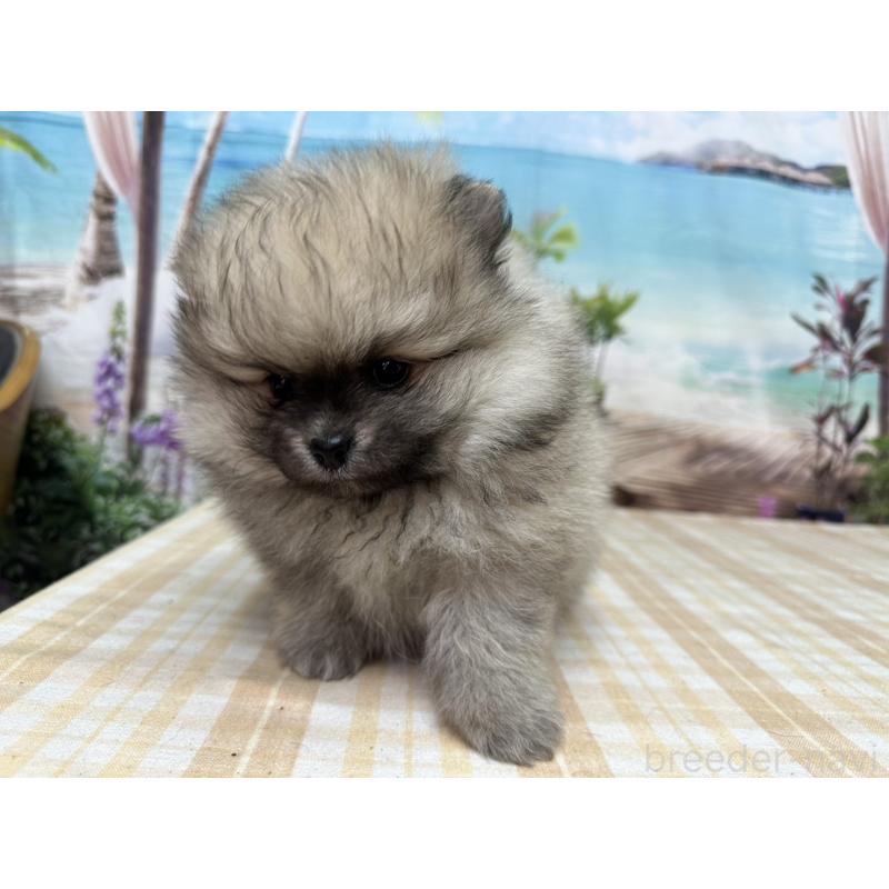 販売中の千葉県のポメラニアン-452667の5枚目