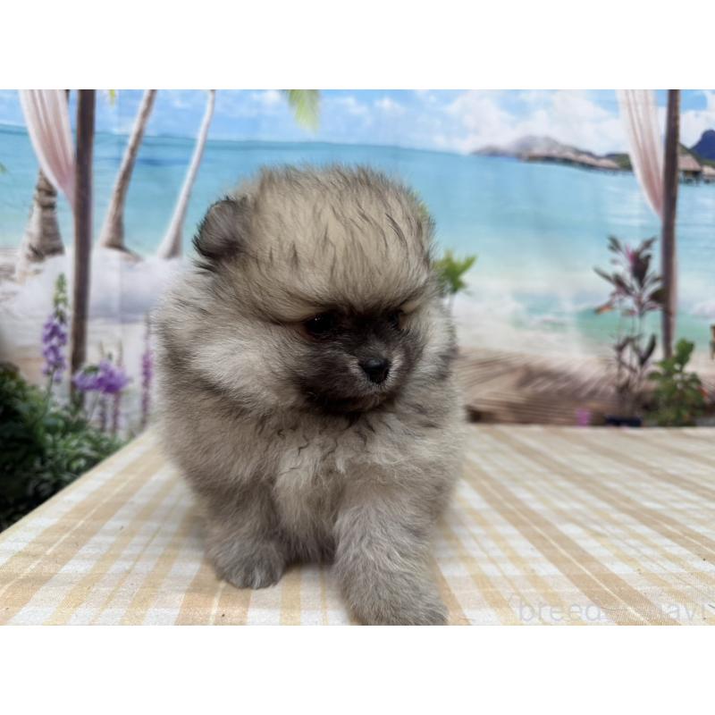 販売中の千葉県のポメラニアン-452667の4枚目