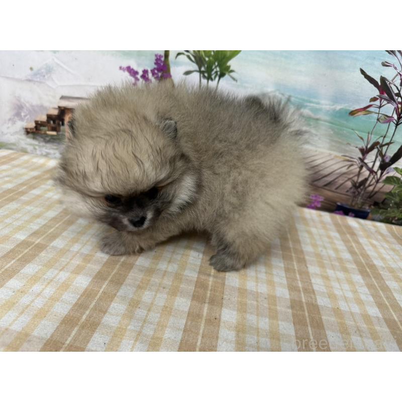 販売中の千葉県のポメラニアン-452667の3枚目