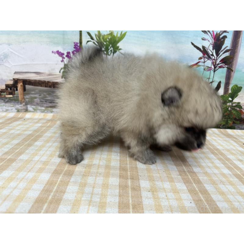 販売中の千葉県のポメラニアン-452667の2枚目