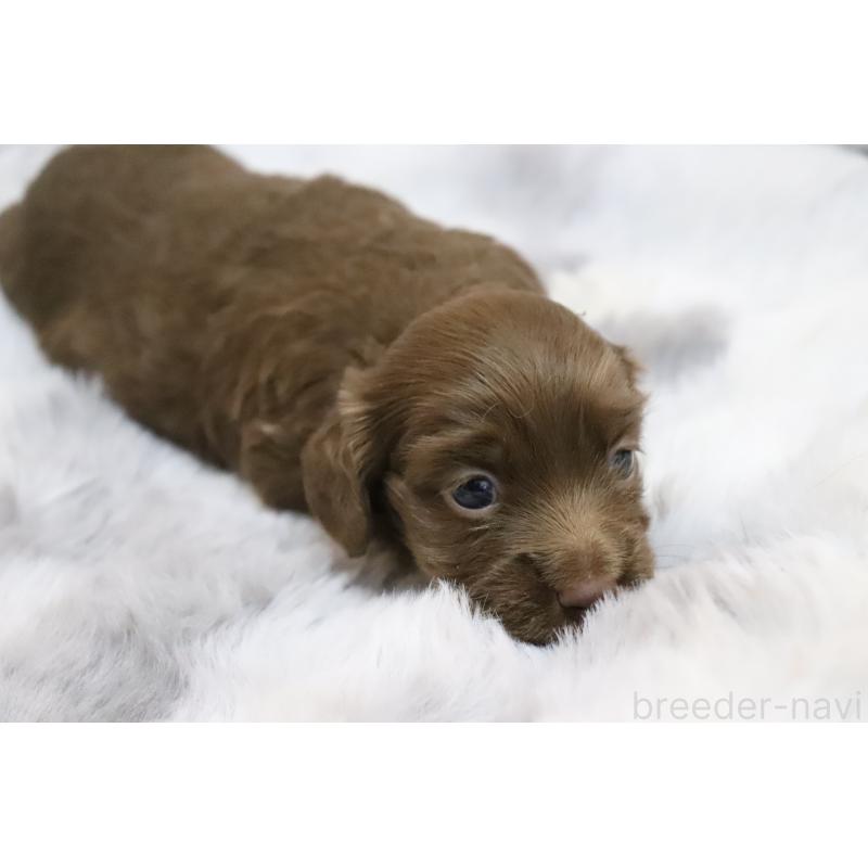 販売中の香川県のミニチュアダックスフンド(ロングヘアード)-452669の5枚目