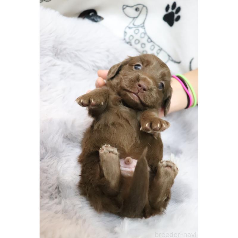 販売中の香川県のミニチュアダックスフンド(ロングヘアード)-452669の4枚目