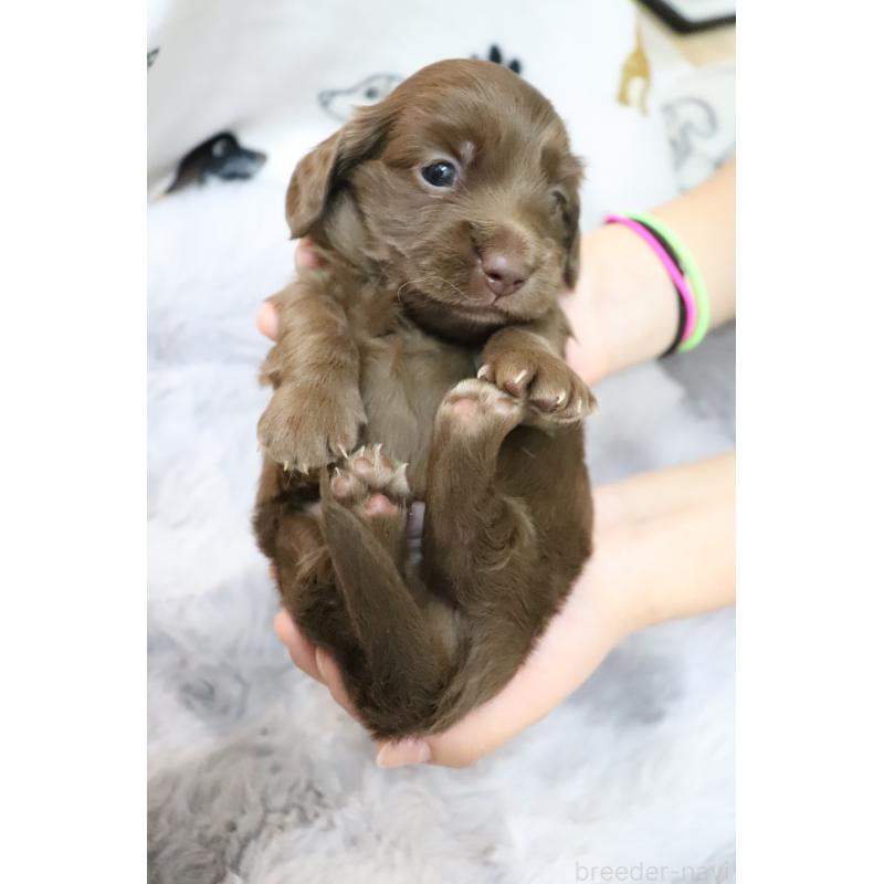 販売中の香川県のミニチュアダックスフンド(ロングヘアード)-452669の3枚目