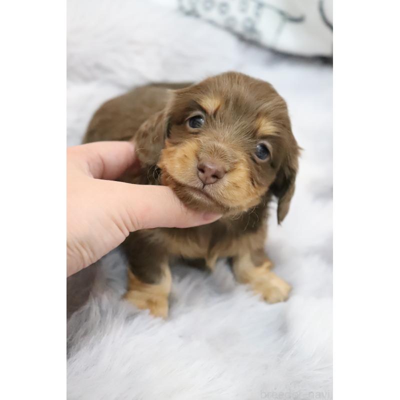 販売中の香川県のミニチュアダックスフンド(ロングヘアード)-452671の8枚目