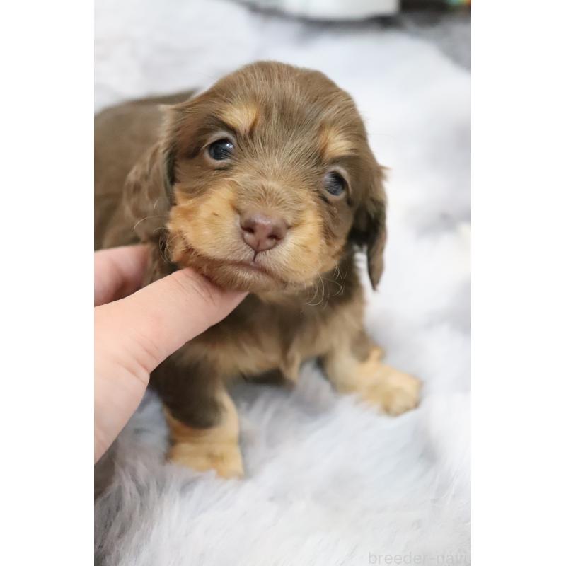 販売中の香川県のミニチュアダックスフンド(ロングヘアード)-452671の7枚目