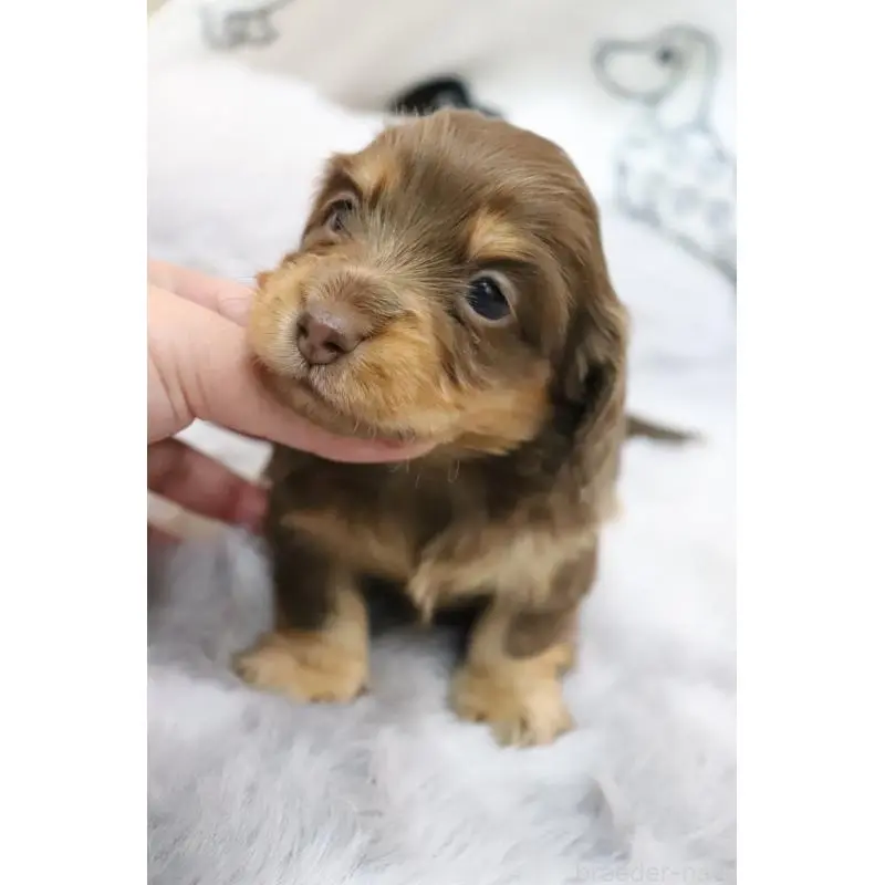 販売中の香川県のミニチュアダックスフンド(ロングヘアード)-452671の6枚目