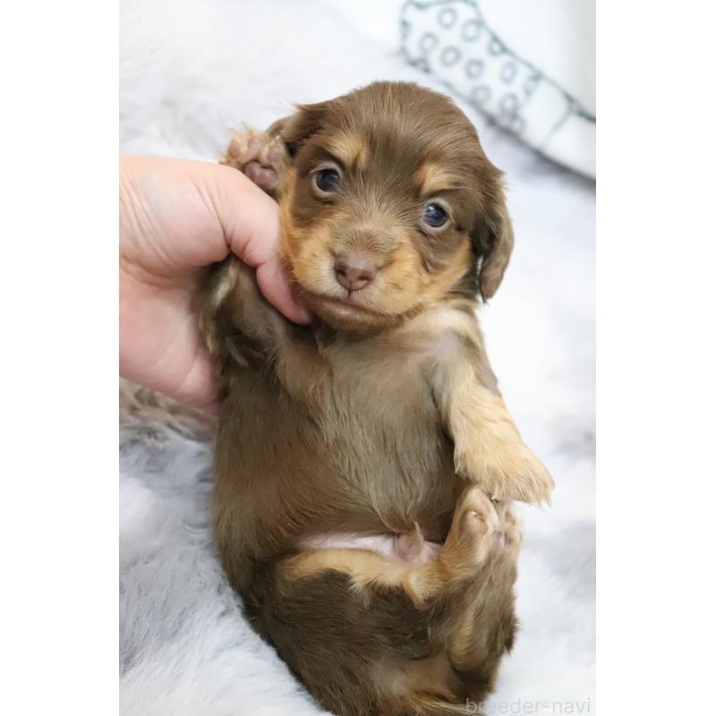 販売中の香川県のミニチュアダックスフンド(ロングヘアード)-452671の5枚目