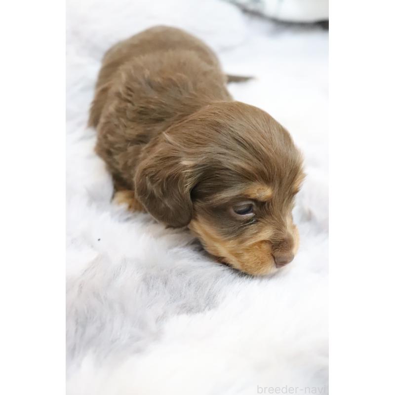 販売中の香川県のミニチュアダックスフンド(ロングヘアード)-452671の3枚目