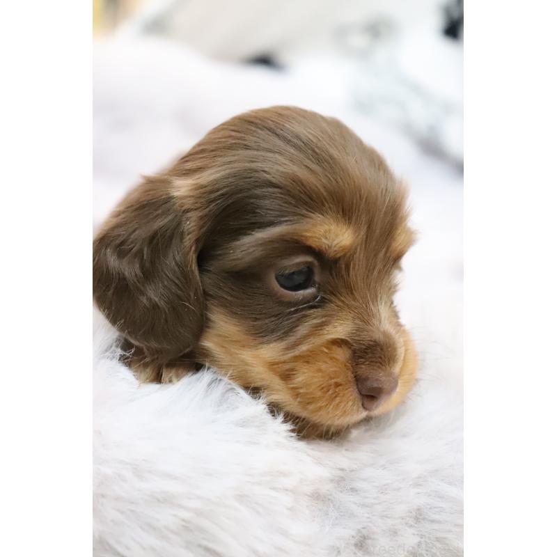 販売中の香川県のミニチュアダックスフンド(ロングヘアード)-452671の2枚目