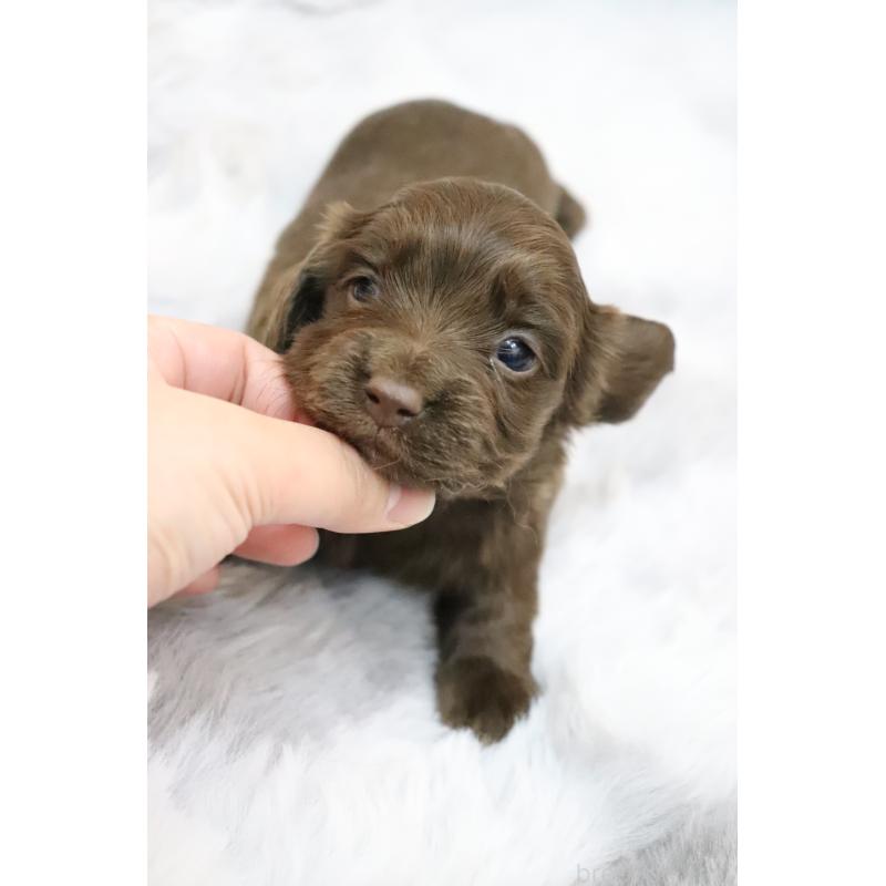 販売中の香川県のミニチュアダックスフンド(ロングヘアード)-452673の7枚目